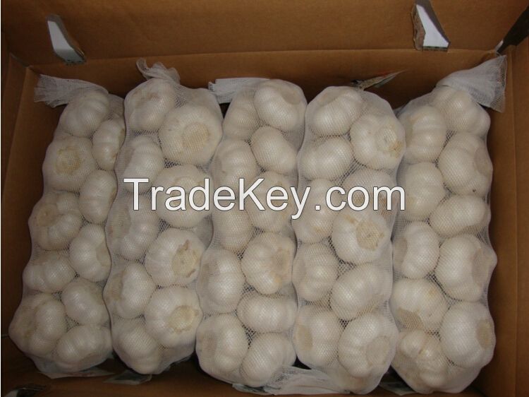 PREMIUM Garlic, fresh garlic for export