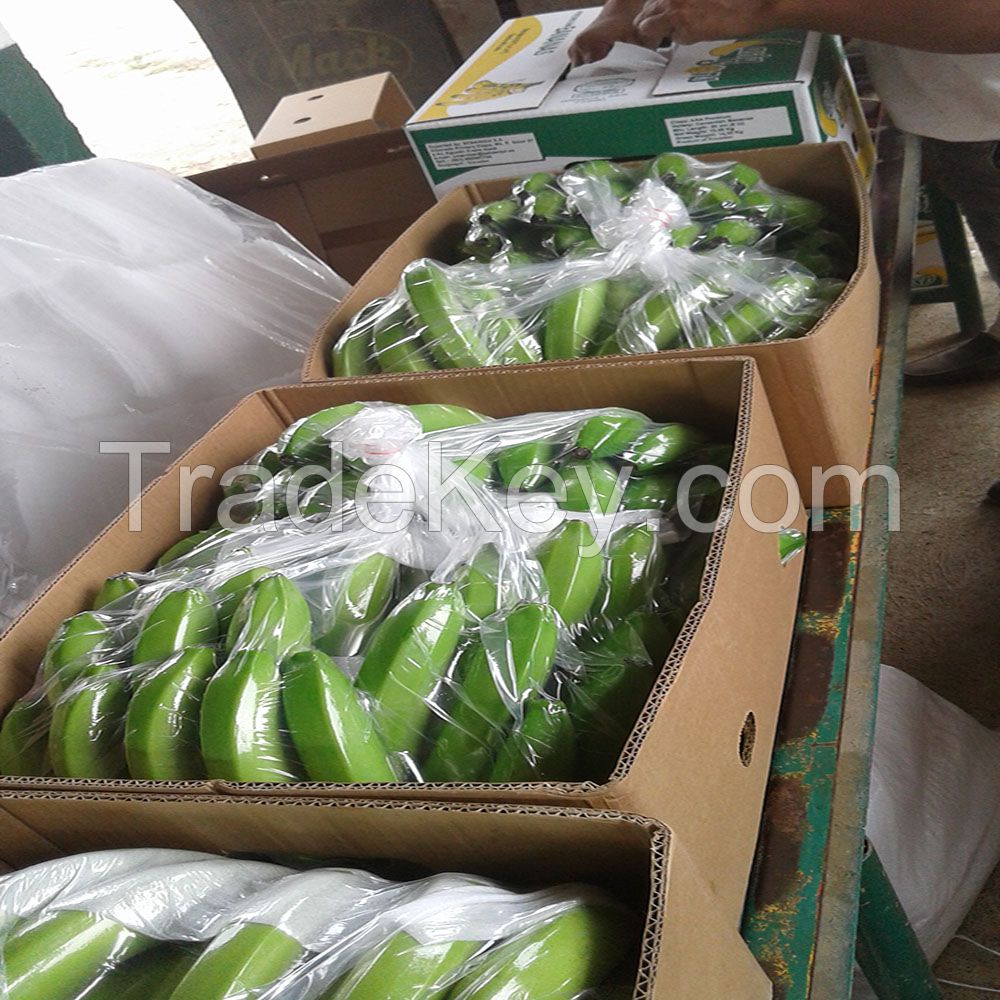 Fresh Green Cavendish Banana for sale