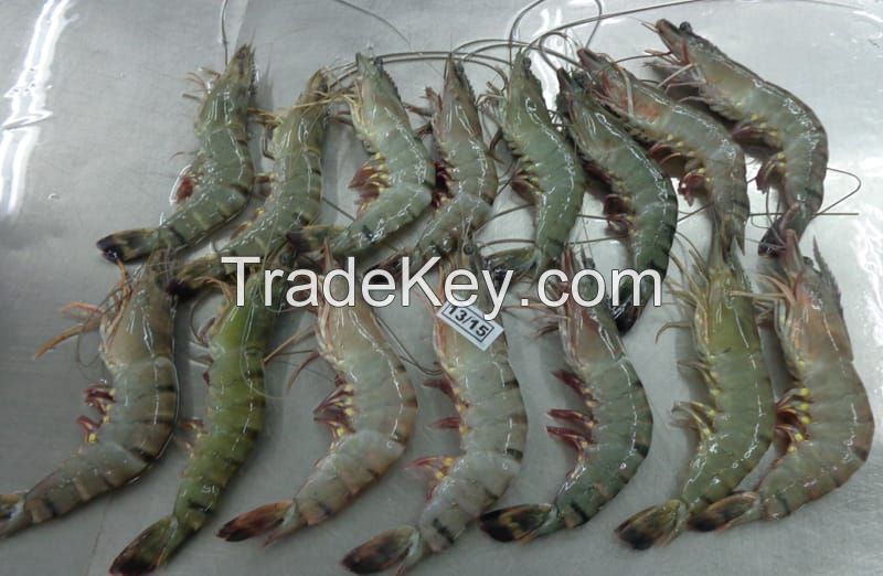 Black Tiger Shrimp for sale 