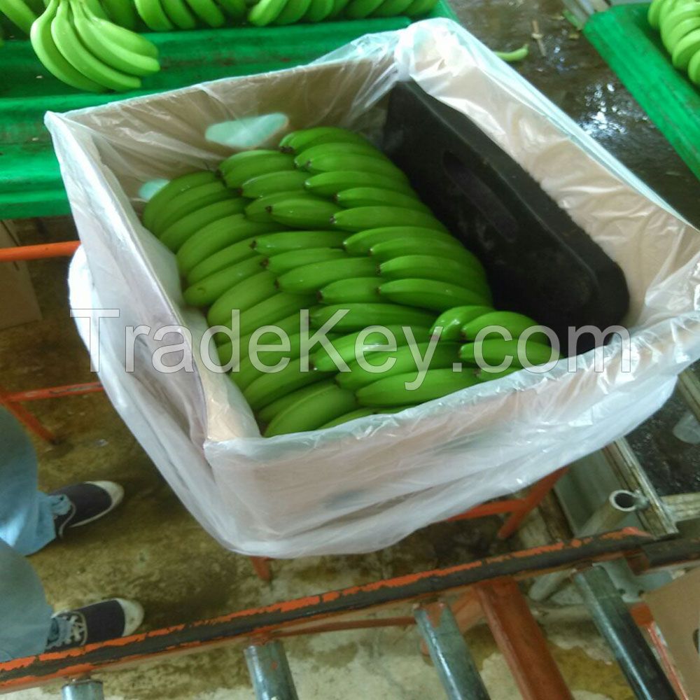 Fresh Green Cavendish Banana for sale