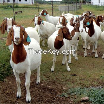 100% Full Blood LIVE Boer Goats Saanen Goats For Sale/ Alive Boer Goat Alpine
