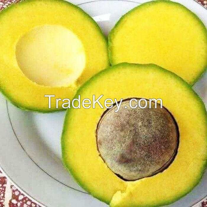 FRESH AVOCADO with HIGH QUALITY and BEST PRICE 2021 with HIGH QUALITY and BEST PRICE 2021