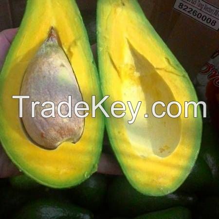 FRESH AVOCADO with HIGH QUALITY and BEST PRICE 2021 with HIGH QUALITY and BEST PRICE 2021