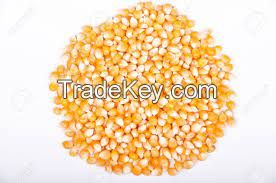 Neatex Yellow Corn