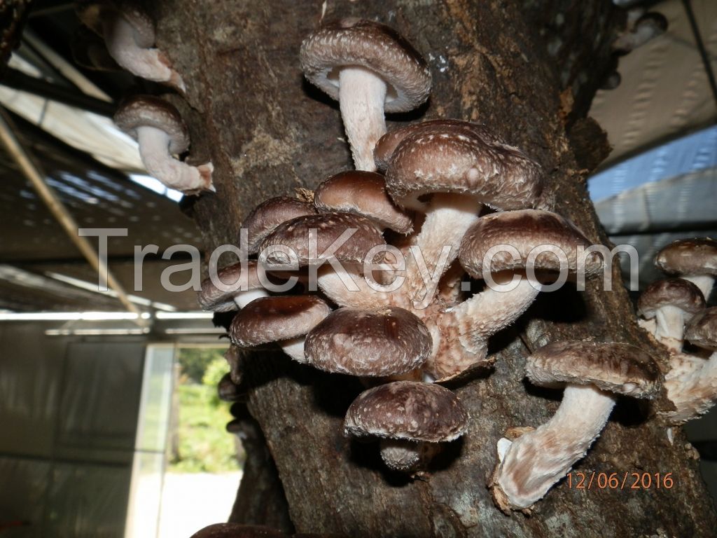 Shiitake Mushrooms