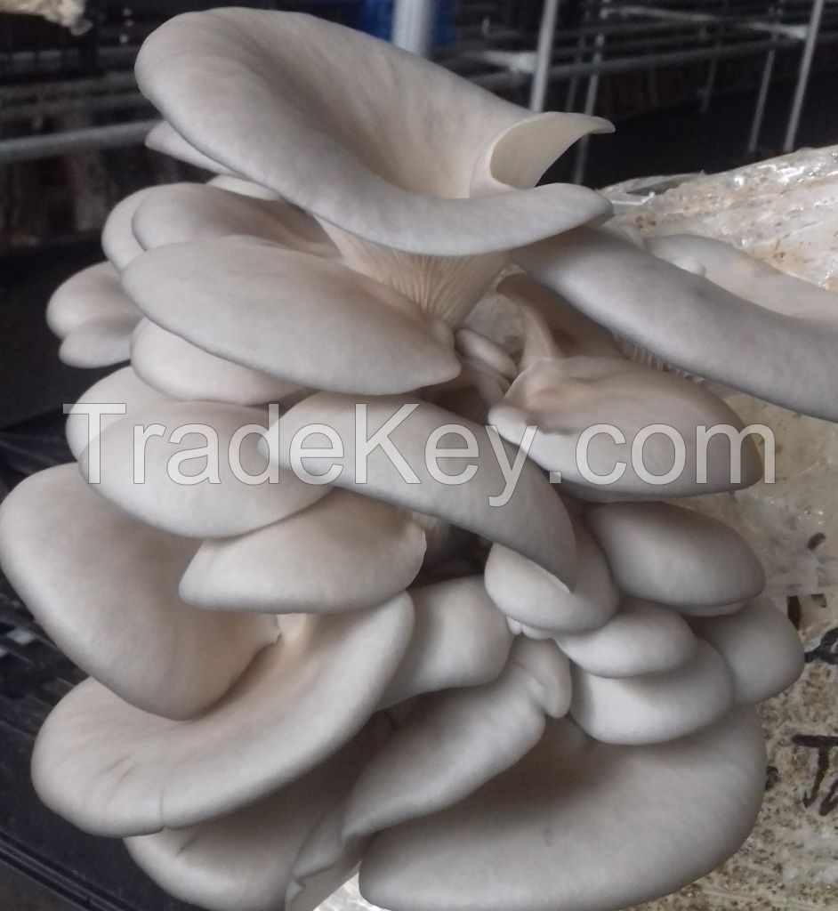 Oyster/Pleurotus Mushrooms