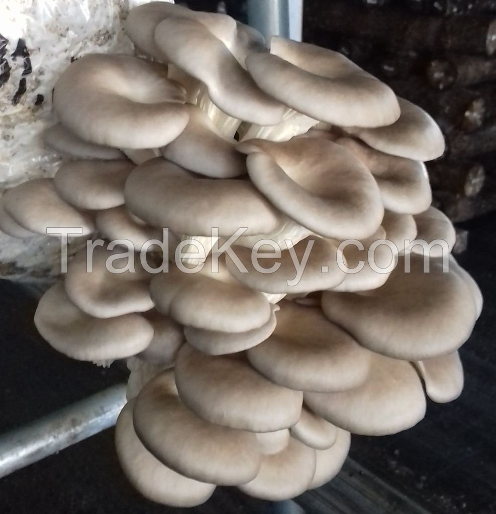 Oyster/Pleurotus Mushrooms