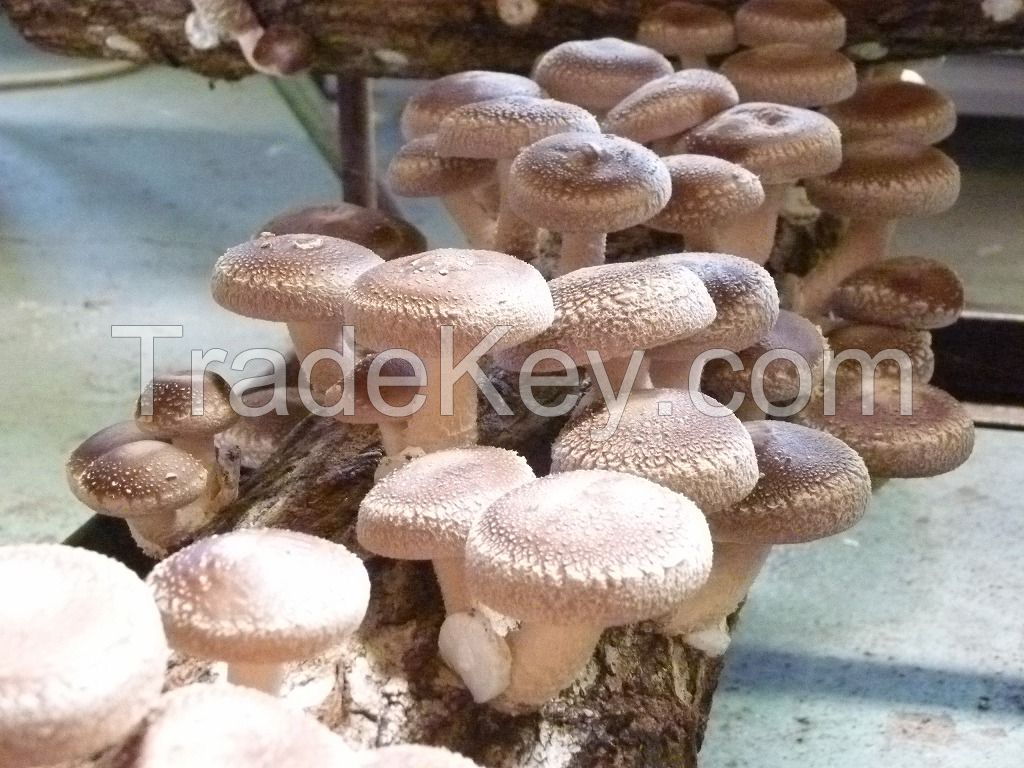 Shiitake Mushrooms