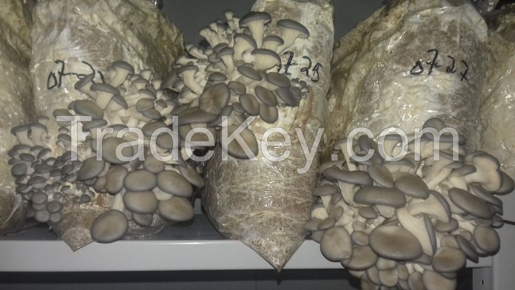 Oyster/Pleurotus Mushrooms