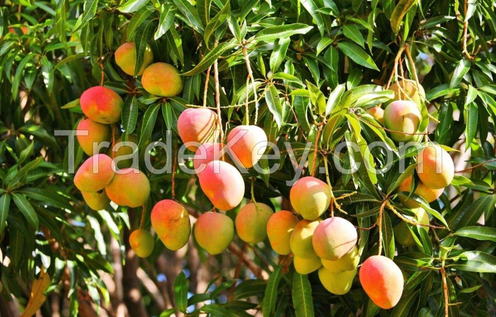 FRESH MANGO