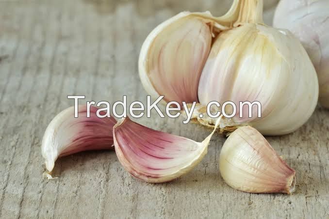 Fresh Garlic for Export