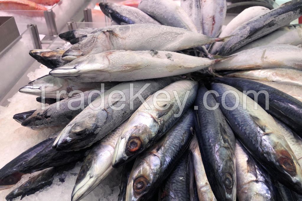 fresh wr frozen carton mackerel fish 