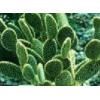 cactus extract