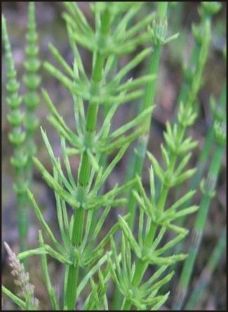 Horsetail extract