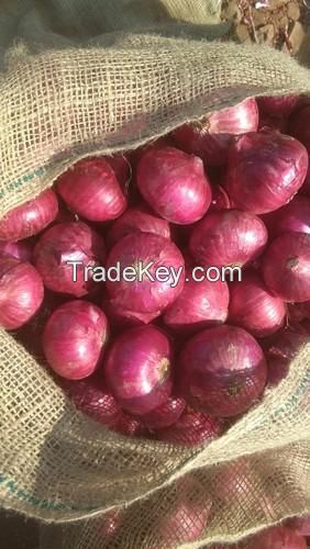 export quality red onion