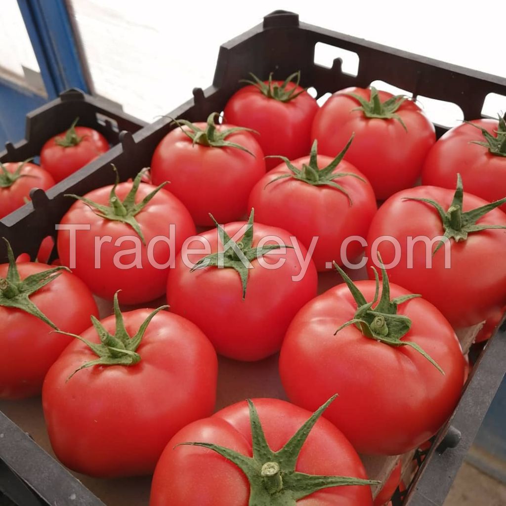 Iranian Tomato