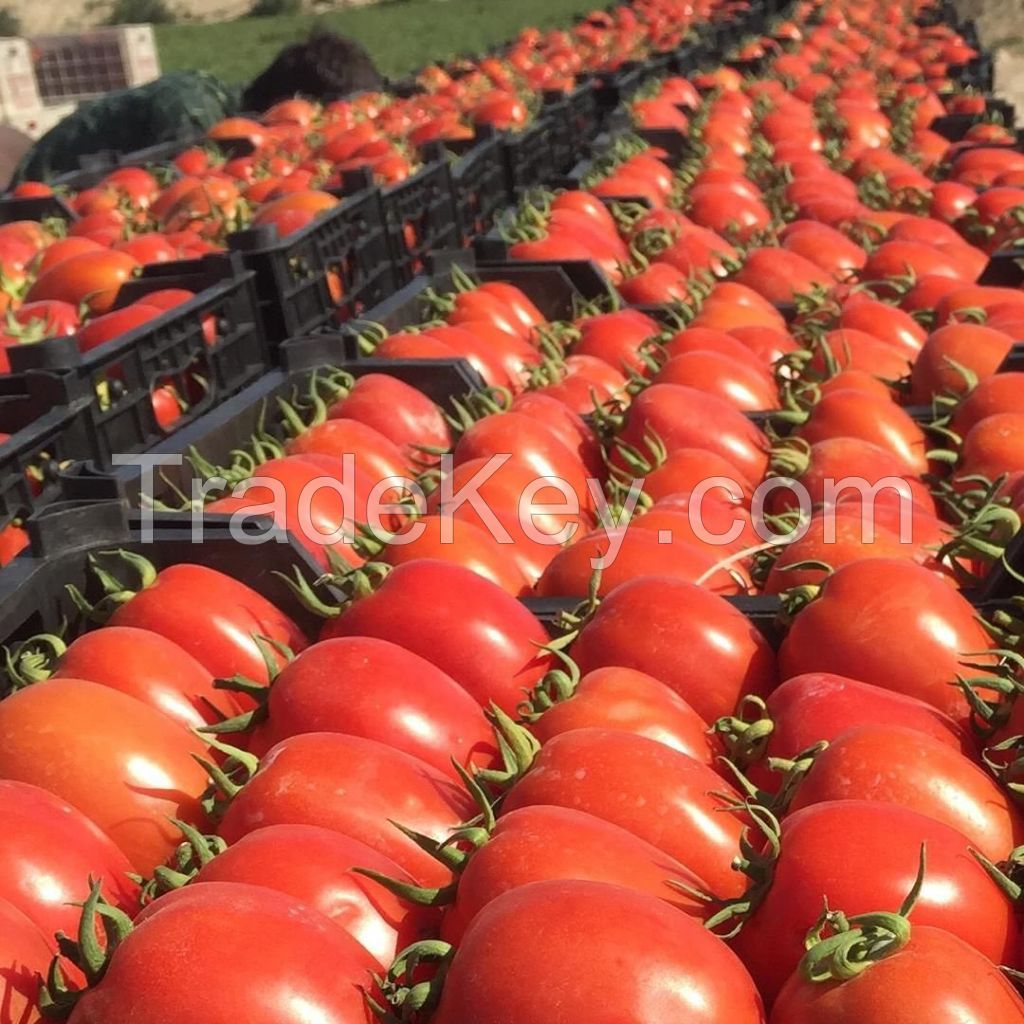 Fresh Tomato