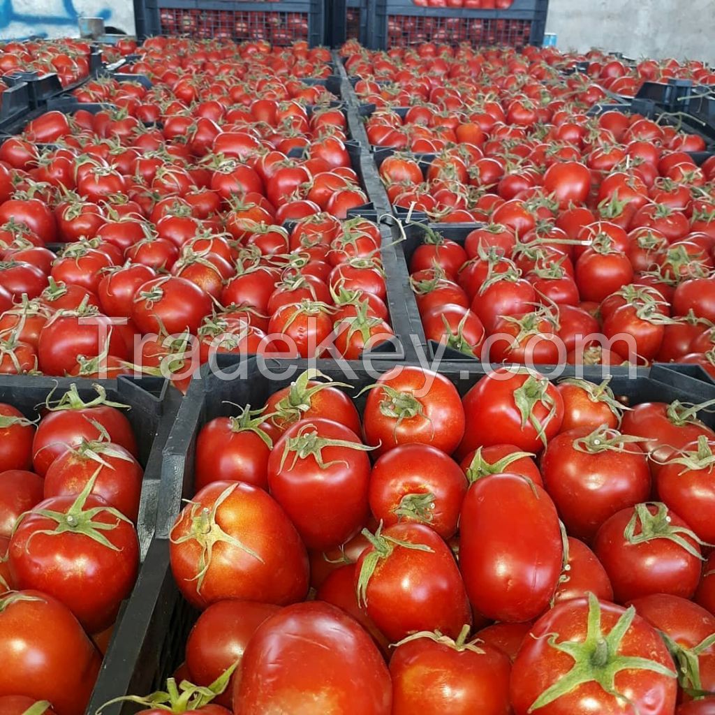 Fresh Tomato