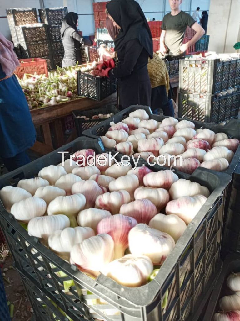 Fresh Garlic