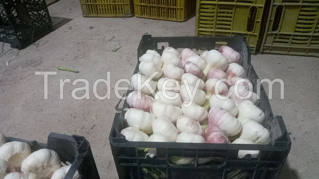 Fresh Garlic