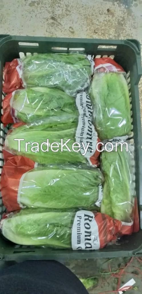 Fresh Romaine lettuce