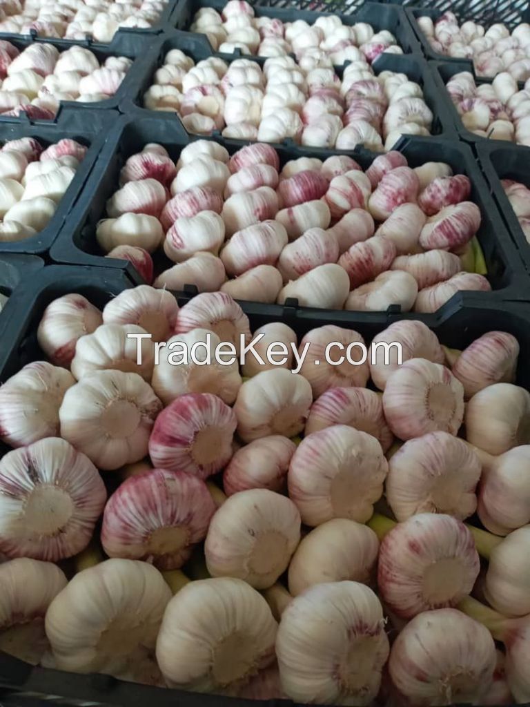 Fresh Garlic