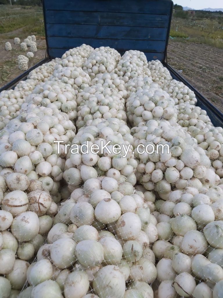 White Onion