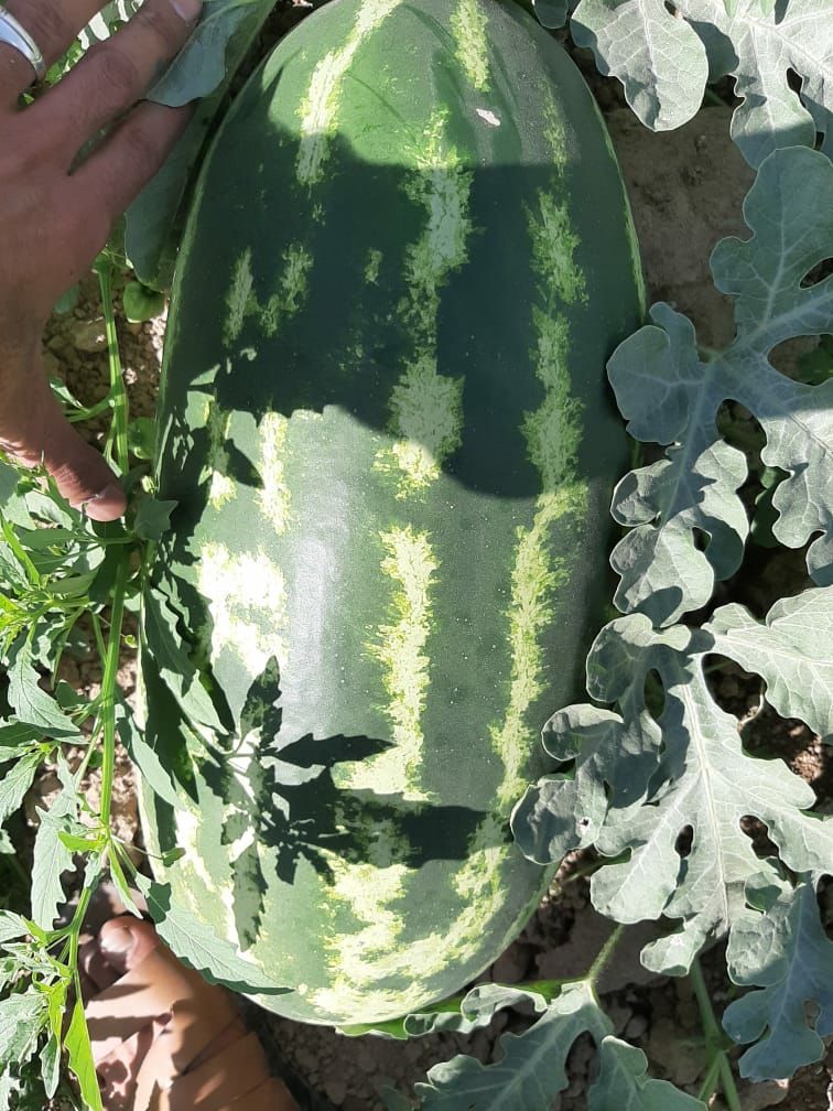 Oval Watermelon