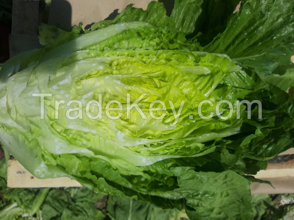 Fresh Romaine lettuce