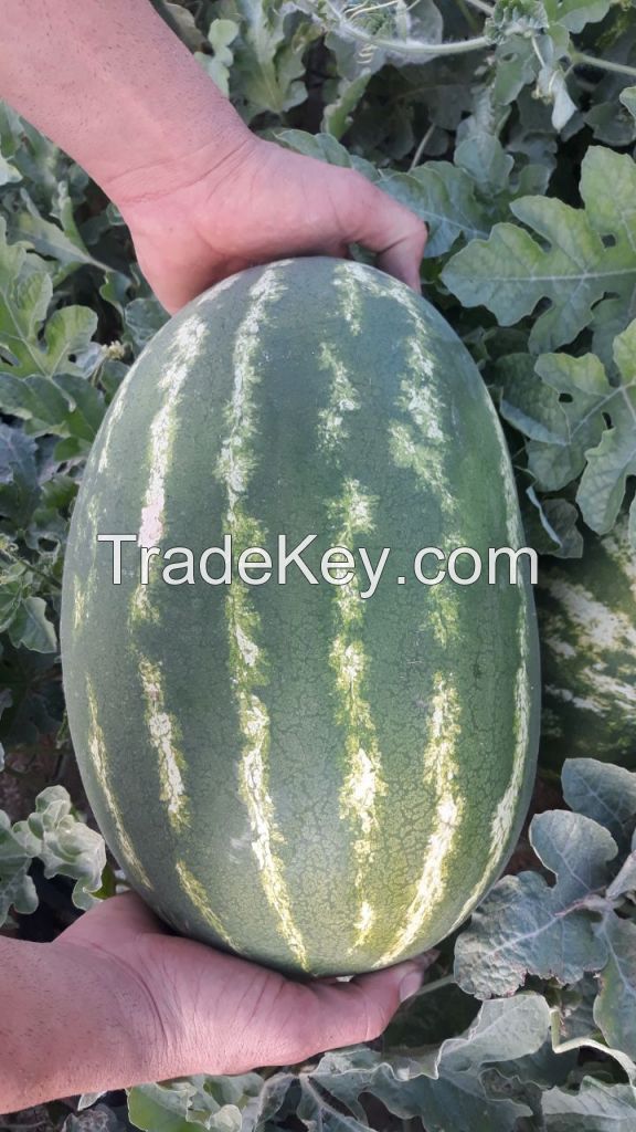 Oval Watermelon