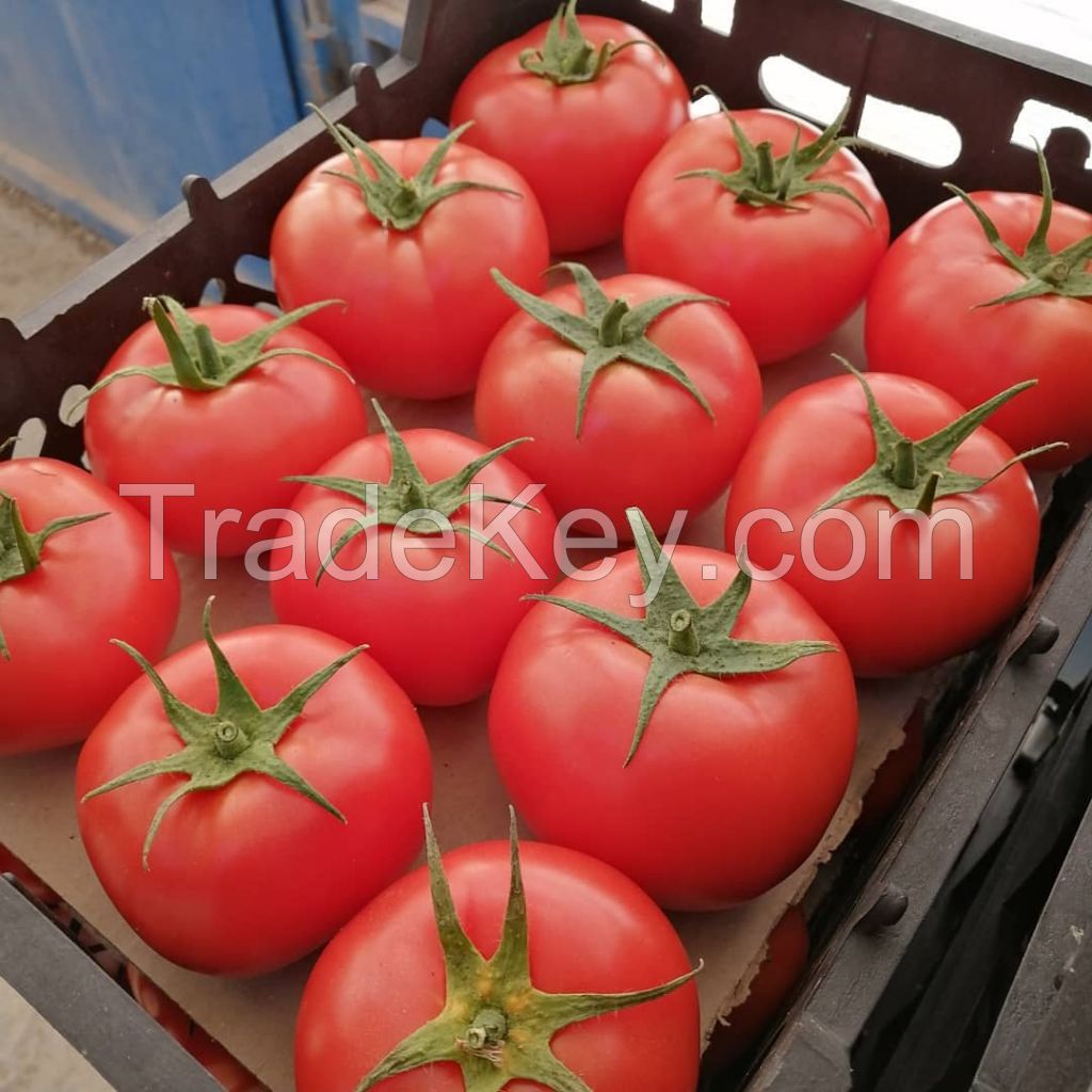 Greenhouse Tomato