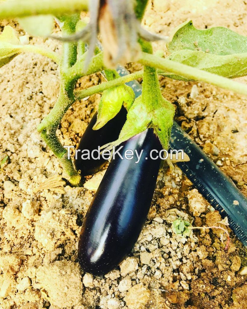 Fresh Eggplant