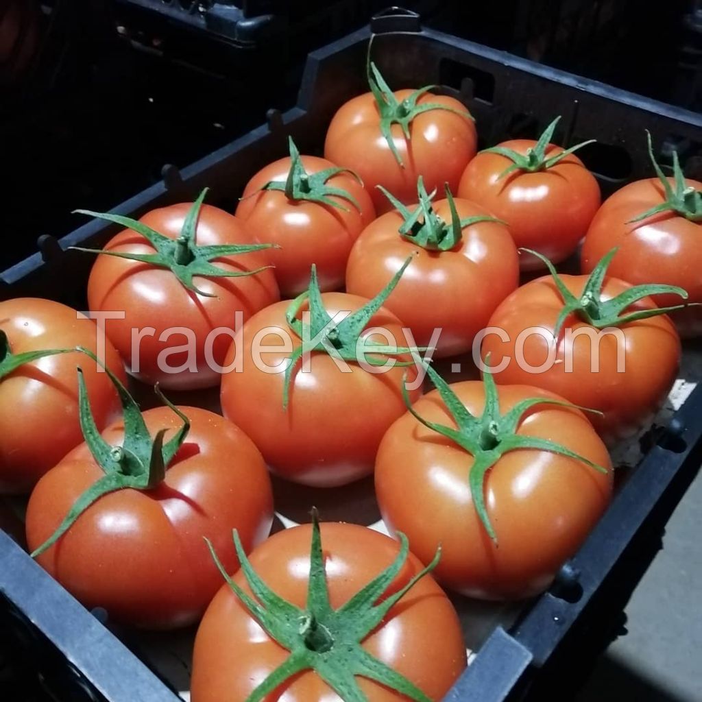 Greenhouse Tomato