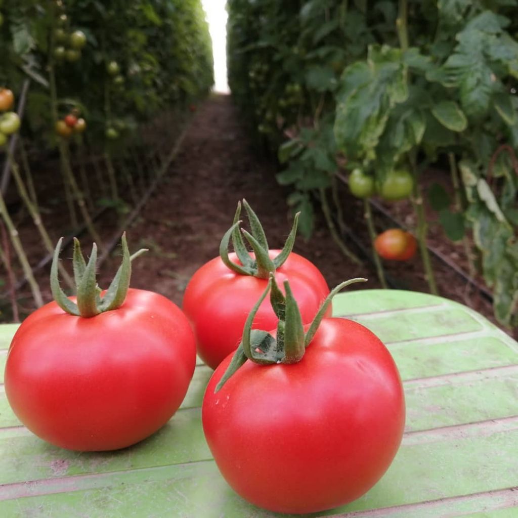 Iranian Tomato