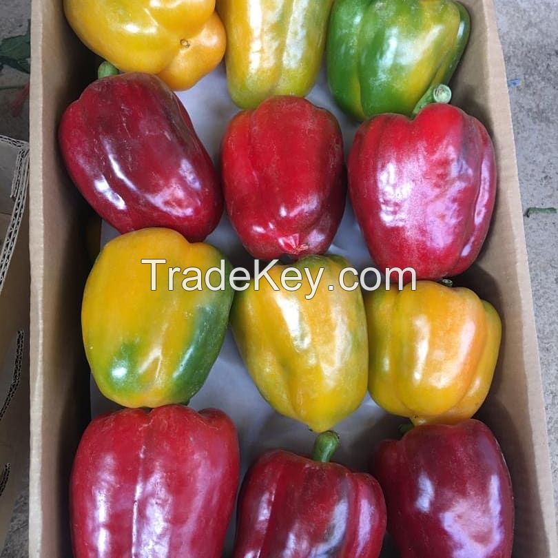 Sweet Pepper , Bell Pepper