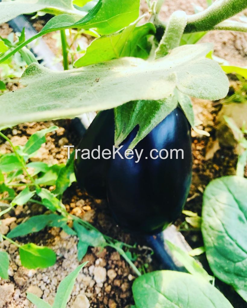 Fresh Eggplant