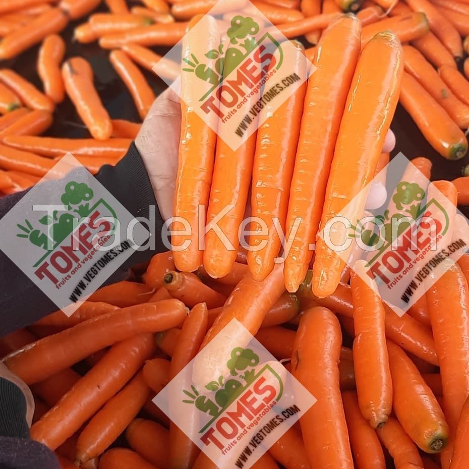 Fresh Carrot