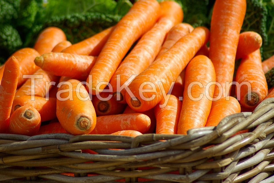 Wholesale fresh potato Iranian supplier Carrots