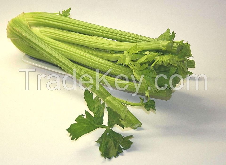 Wholesale fresh potato Iranian supplier Celery