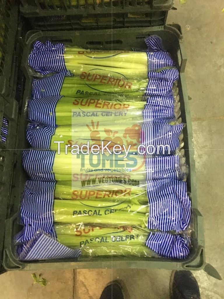 Wholesale fresh potato Iranian supplier Celery