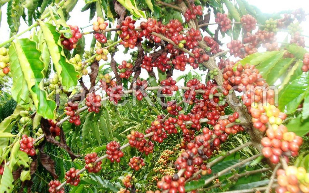 Robusta coffe