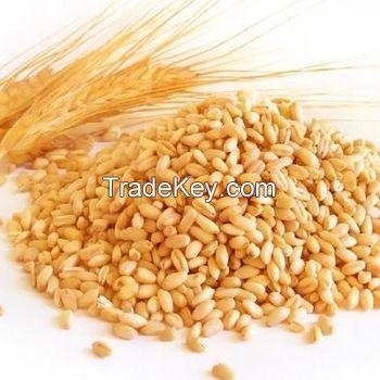 High Quality Wheat Grain 