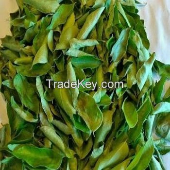 Clean Grade 1 Dried Curry Leaves for sale 