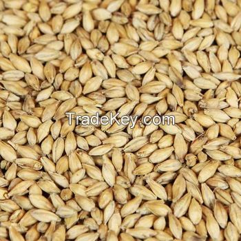 Barley for Malt, Barley Feed, Malted Barley Animal feed 