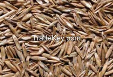 Italian ryegrass seeds