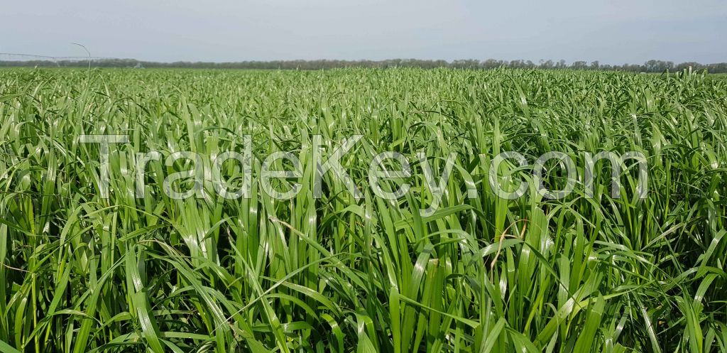 Italian ryegrass seeds