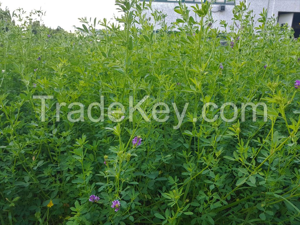 Alfalfa seeds