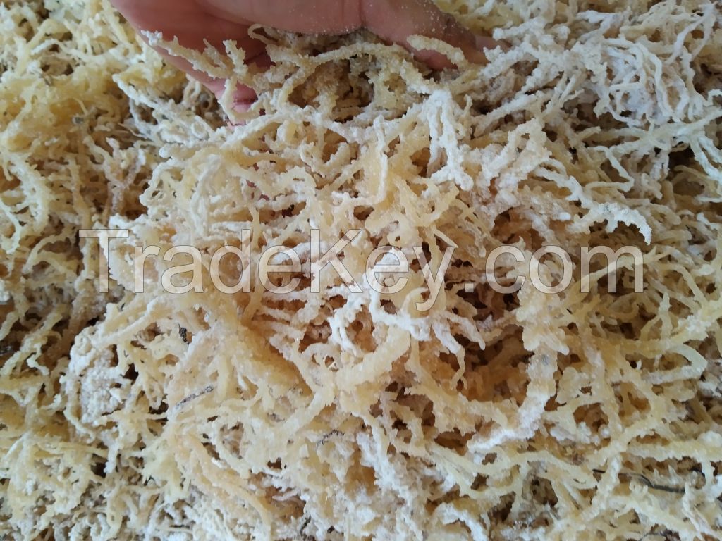 Irish Sea Moss