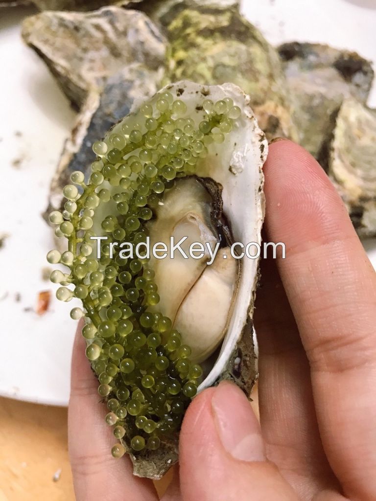 DEHYDRATED SEA GRAPES/ SEAWEED WITH BEST PRICE FROM VIET NAM