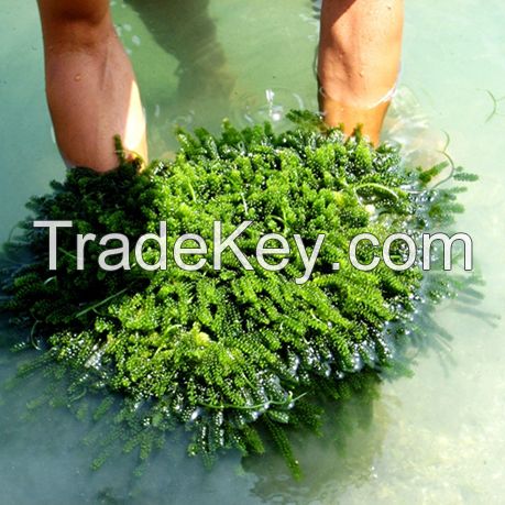 DEHYDRATED SEA GRAPES/ SEAWEED WITH BEST PRICE FROM VIET NAM